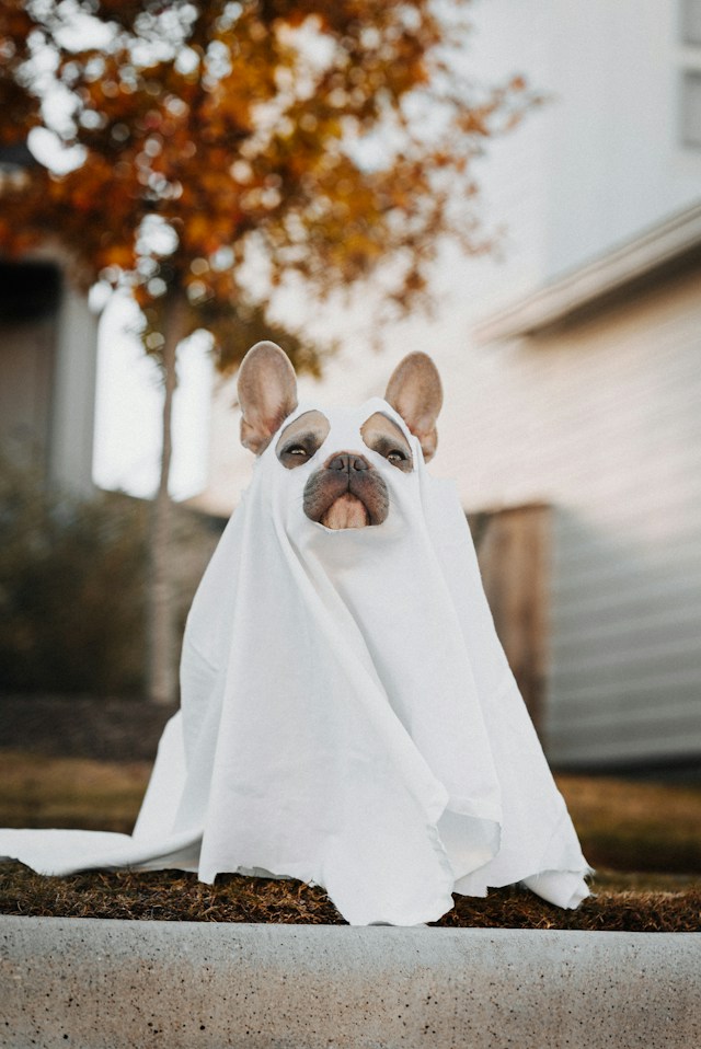 en hund inkled spøkelses kostyme
